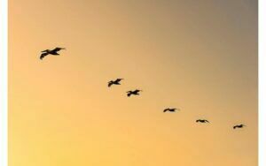 Afbeelding van een Goossens Schilderij Fly Bird, 148 x 98 cm