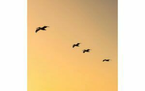 Afbeelding van een Goossens Schilderij Fly Bird, 74 x 74 cm