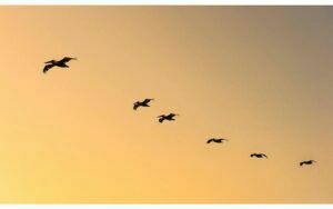 Afbeelding van een Goossens Schilderij Fly Bird, 70 x 118 cm