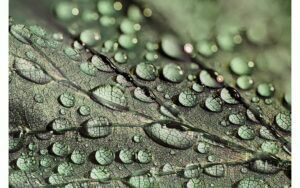 Afbeelding van een Goossens Schilderij Macro Leaf, 148 x 98 cm