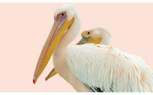 Afbeelding van een Goossens Schilderij Pink Pelican, 70 x 118 cm