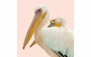 Afbeelding van een Goossens Schilderij Pink Pelican, 74 x 74 cm