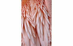 Afbeelding van een Goossens Schilderij Pink Feather, 148 x 98 cm
