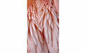 Afbeelding van een Goossens Schilderij Pink Feather, 70 x 118 cm