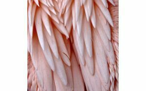 Afbeelding van een Goossens Schilderij Pink Feather, 74 x 74 cm