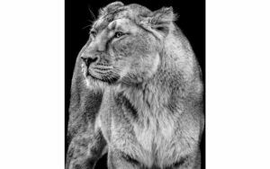 Afbeelding van een Goossens Fotolijst Wild Life Mini Serie, Foto c 30 x 40 cm