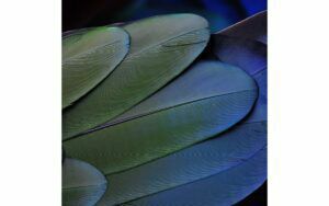 Afbeelding van een Goossens Schilderij Blue Green Feathers, 74 x 74 cm