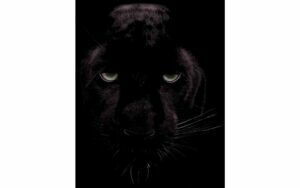 Afbeelding van een Goossens Schilderij Black Panther, 70 x 118 cm