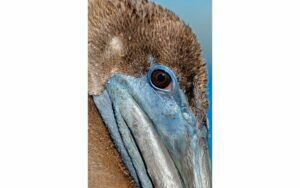 Afbeelding van een Goossens Schilderij Pelican Wildlife, 148 x 98 cm