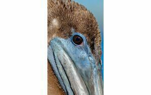 Afbeelding van een Goossens Schilderij Pelican Wildlife, 70 x 118 cm