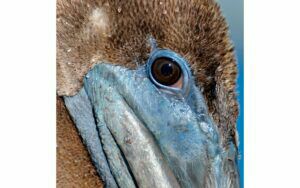 Afbeelding van een Goossens Schilderij Pelican Wildlife, 74 x 74 cm