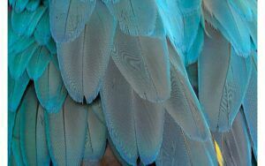 Afbeelding van een Goossens Schilderij Blue Feathers, 148 x 98 cm