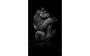 Afbeelding van een Goossens Schilderij Tarongoo Zoo Gorilla, 70 x 118 cm