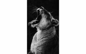 Afbeelding van een Goossens Schilderij King Of The Wild, 70 x 118 cm