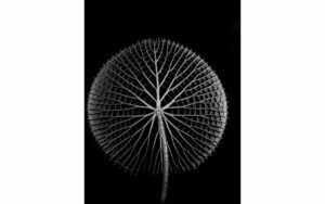 Afbeelding van een Goossens Schilderij After Midnight, 70 x 118 cm