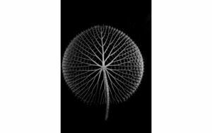 Afbeelding van een Goossens Schilderij After Midnight, 74 x 74 cm