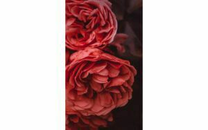 Afbeelding van een Goossens Schilderij Rose Garden, 70 x 118 cm