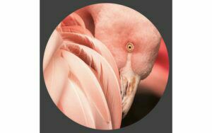 Afbeelding van een Goossens Schilderij Bright Wings, 70 x 70 cm