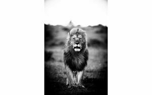 Afbeelding van een Goossens Schilderij A Lions Portret, 80 x 120 cm