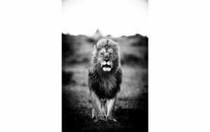 Afbeelding van een Goossens Schilderij A Lions Portret, 80 x 120 cm