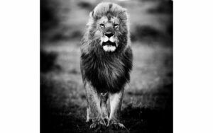 Afbeelding van een Goossens Schilderij A Lions Portret, 100 x 100 cm