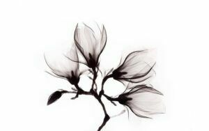 Afbeelding van een Goossens Schilderij Art Of Nature Flower, 118 x 70 cm