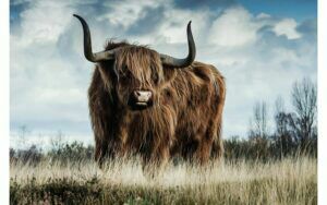 Afbeelding van een Goossens Schilderij Urban Wildlife 1, 148 x 98 cm