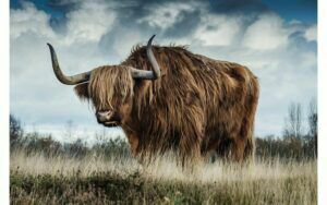 Afbeelding van een Goossens Schilderij Urban Wildlife 2, 148 x 98 cm