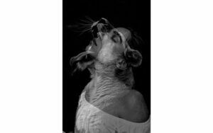 Afbeelding van een Goossens Schilderij Fashion 3, 98 x 148 cm