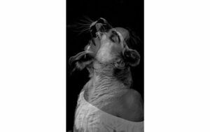 Afbeelding van een Goossens Schilderij Fashion 3, 70 x 118 cm