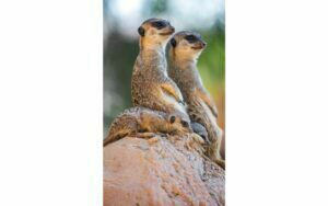 Afbeelding van een Goossens Schilderij Wild Life Colour, 70 x 118 cm