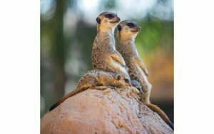 Afbeelding van een Goossens Schilderij Wild Life Colour, 74 x 74 cm