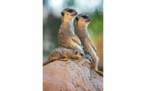 Afbeelding van een Goossens Schilderij Wild Life Colour, 98 x 148 cm