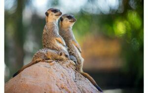 Afbeelding van een Goossens Schilderij Wild Life Colour, 148 x 98 cm