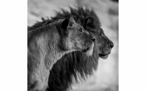 Afbeelding van een Goossens Schilderij The Lion, 74 x 74 cm