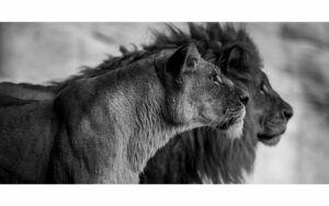 Afbeelding van een Goossens Schilderij The Lion, 98 x 48 cm