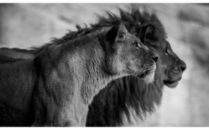 Afbeelding van een Goossens Schilderij The Lion, 118 x 70 cm