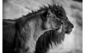 Afbeelding van een Goossens Schilderij The Lion, 148 x 98 cm