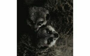 Afbeelding van een Goossens Schilderij Wild Life, 74 x 74 cm