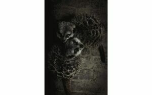 Afbeelding van een Goossens Schilderij Wild Life, 98 x 148 cm