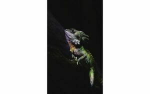 Afbeelding van een Goossens Schilderij The Colours, 70 x 118 cm