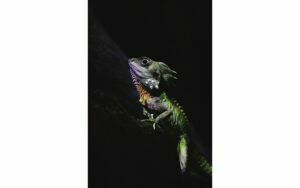 Afbeelding van een Goossens Schilderij The Colours, 98 x 148 cm